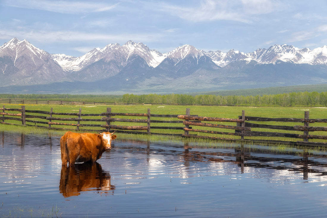 Keeping the Cows Out of the River